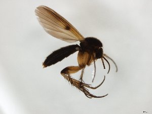  ( - TSZD-JKJ-104736)  @11 [ ] CreativeCommons - Attribution Non-Commercial Share-Alike (2018) Unspecified Tromsø University Museum