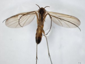  ( - TSZD-JKJ-104741)  @11 [ ] CreativeCommons - Attribution Non-Commercial Share-Alike (2018) Unspecified Tromsø University Museum