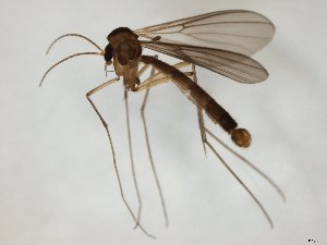  ( - TSZD-JKJ-104763)  @11 [ ] CreativeCommons - Attribution Non-Commercial Share-Alike (2018) Unspecified Tromsø University Museum