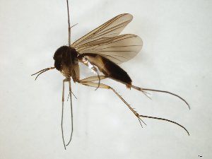  ( - TSZD-JKJ-104767)  @11 [ ] CreativeCommons - Attribution Non-Commercial Share-Alike (2018) Unspecified Tromsø University Museum