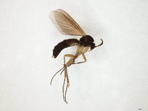  ( - TSZD-JKJ-104774)  @11 [ ] CreativeCommons - Attribution Non-Commercial Share-Alike (2018) Unspecified Tromsø University Museum