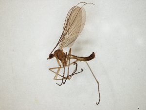  ( - TSZD-JKJ-104777)  @11 [ ] CreativeCommons - Attribution Non-Commercial Share-Alike (2018) Unspecified Tromsø University Museum