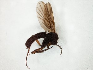 ( - TSZD-JKJ-104842)  @11 [ ] CreativeCommons - Attribution Non-Commercial Share-Alike (2018) Unspecified Tromsø University Museum