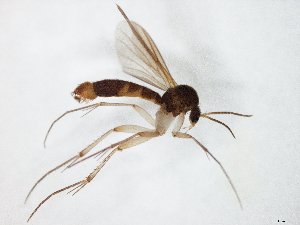  (Brachycampta triangularis - TSZD-JKJ-104972)  @13 [ ] CreativeCommons - Attribution Non-Commercial Share-Alike (2018) Unspecified Tromsø University Museum