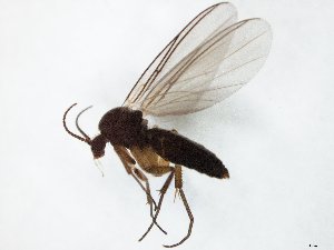  ( - TSZD-JKJ-105070)  @11 [ ] CreativeCommons - Attribution Non-Commercial Share-Alike (2019) Unspecified Tromsø University Museum
