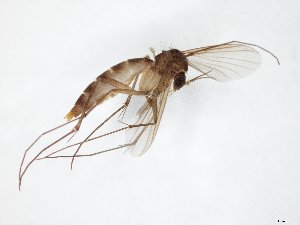  ( - TSZD-JKJ-105082)  @11 [ ] CreativeCommons - Attribution Non-Commercial Share-Alike (2019) Unspecified Tromsø University Museum