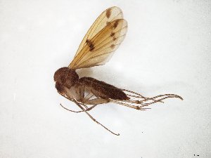 ( - TSZD-JKJ-105107)  @11 [ ] CreativeCommons - Attribution Non-Commercial Share-Alike (2019) Unspecified Tromsø University Museum