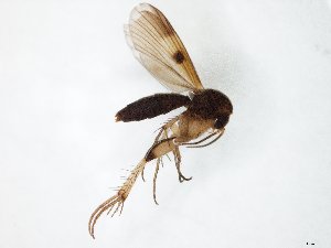  ( - TSZD-JKJ-105112)  @13 [ ] CreativeCommons - Attribution Non-Commercial Share-Alike (2019) Unspecified Tromsø University Museum