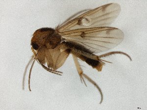  ( - TSZD-JKJ-105136)  @11 [ ] CreativeCommons - Attribution Non-Commercial Share-Alike (2019) Unspecified Tromsø University Museum