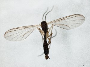  ( - TSZD-JKJ-105144)  @11 [ ] CreativeCommons - Attribution Non-Commercial Share-Alike (2019) Unspecified Tromsø University Museum