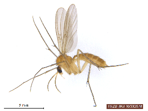  (Mycomya ruficollis - TSZD-JKJ-105325)  @14 [ ] CreativeCommons - Attribution Non-Commercial Share-Alike (2019) Unspecified Tromsø University Museum