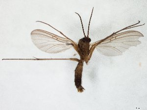  ( - TSZD-JKJ-105346)  @11 [ ] CreativeCommons - Attribution Non-Commercial Share-Alike (2019) Unspecified Tromsø University Museum