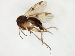  ( - TSZD-JKJ-105362)  @13 [ ] CreativeCommons - Attribution Non-Commercial Share-Alike (2019) Unspecified Tromsø University Museum