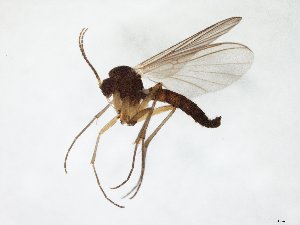  (Syntemna setigera - TSZD-JKJ-105384)  @14 [ ] CreativeCommons - Attribution Non-Commercial Share-Alike (2019) Unspecified Tromsø University Museum