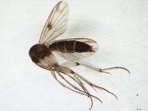  ( - TSZD-JKJ-105633)  @11 [ ] CreativeCommons - Attribution Non-Commercial Share-Alike (2019) Unspecified Tromsø University Museum