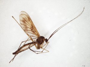  ( - TSZD-JKJ-106542)  @11 [ ] CreativeCommons - Attribution Non-Commercial Share-Alike (2019) Unspecified Tromsø University Museum