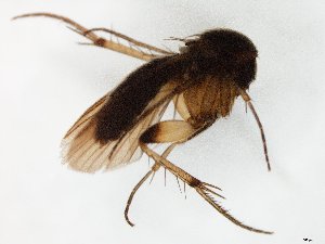  ( - TSZD-JKJ-106564)  @11 [ ] CreativeCommons - Attribution Non-Commercial Share-Alike (2019) Unspecified Tromsø University Museum