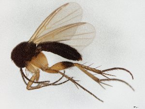  (Sceptonia fumipes_JKJ-03 - TSZD-JKJ-106619)  @13 [ ] CreativeCommons - Attribution Non-Commercial Share-Alike (2019) Unspecified Tromsø University Museum