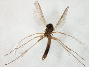  ( - TSZD-JKJ-106642)  @11 [ ] CreativeCommons - Attribution Non-Commercial Share-Alike (2019) Unspecified Tromsø University Museum