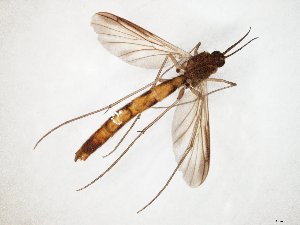  ( - TSZD-JKJ-107556)  @13 [ ] CreativeCommons - Attribution Non-Commercial Share-Alike (2019) Unspecified Tromsø University Museum