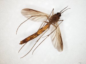  ( - TSZD-JKJ-107556)  @13 [ ] CreativeCommons - Attribution Non-Commercial Share-Alike (2019) Unspecified Tromsø University Museum