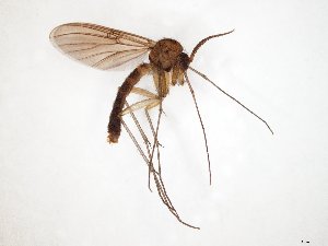  ( - TSZD-JKJ-107573)  @11 [ ] CreativeCommons - Attribution Non-Commercial Share-Alike (2019) Unspecified Tromsø University Museum