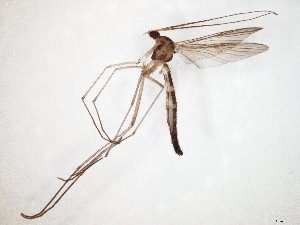  ( - TSZD-JKJ-107656)  @11 [ ] CreativeCommons - Attribution Non-Commercial Share-Alike (2019) Unspecified Tromsø University Museum