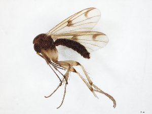  ( - TSZD-JKJ-107689)  @11 [ ] CreativeCommons - Attribution Non-Commercial Share-Alike (2019) Unspecified Tromsø University Museum