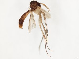  ( - TSZD-JKJ-107769)  @11 [ ] CreativeCommons - Attribution Non-Commercial Share-Alike (2019) Unspecified Tromsø University Museum