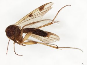  ( - TSZD-JKJ-107805)  @11 [ ] CreativeCommons - Attribution Non-Commercial Share-Alike (2019) Unspecified Tromsø University Museum
