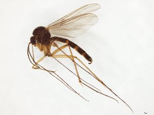  (Polylepta guttiventris - TSZD-JKJ-107817)  @14 [ ] CreativeCommons - Attribution Non-Commercial Share-Alike (2019) Unspecified Tromsø University Museum