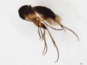 (Sceptonia regni - TSZD-JKJ-107902)  @11 [ ] CreativeCommons - Attribution Non-Commercial Share-Alike (2019) Unspecified Tromsø University Museum