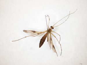  ( - TSZD-JKJ-107906)  @11 [ ] CreativeCommons - Attribution Non-Commercial Share-Alike (2019) Unspecified Tromsø University Museum