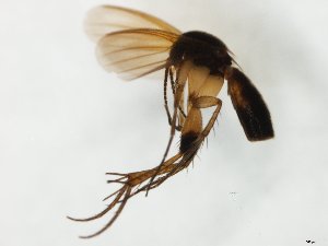  (Sceptonia membranacea - TSZD-JKJ-109031)  @11 [ ] CreativeCommons - Attribution Non-Commercial Share-Alike (2020) Unspecified Tromsø University Museum