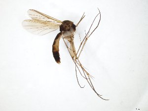  ( - TSZD-JKJ-111188)  @11 [ ] by-nc-sa (2020) Unspecified Tromsø University Museum