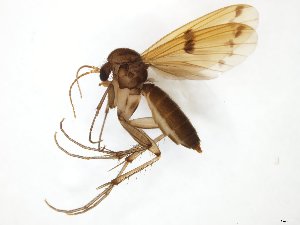 ( - TSZD-JKJ-111195)  @11 [ ] by-nc-sa (2020) Unspecified Tromsø University Museum