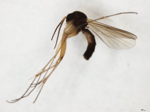  ( - TSZD-JKJ-111275)  @11 [ ] by-nc-sa (2020) Unspecified Tromsø University Museum