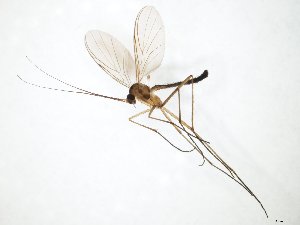  ( - TSZD-JKJ-111292)  @11 [ ] by-nc-sa (2020) Unspecified Tromsø University Museum