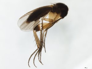  (Sceptonia fumipes_JKJ-05 - TSZD-JKJ-111311)  @11 [ ] by-nc-sa (2020) Unspecified Tromsø University Museum