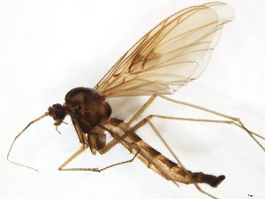  ( - TSZD-JKJ-111453)  @11 [ ] by-nc-sa (2020) Unspecified Tromsø University Museum