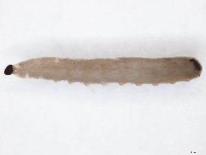  ( - TSZD-JKJ-111582)  @11 [ ] by-nc-sa (2020) Unspecified Tromsø University Museum