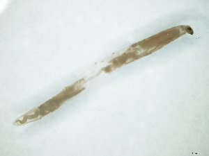  ( - TSZD-JKJ-111617)  @11 [ ] by-nc-sa (2020) Unspecified Tromsø University Museum