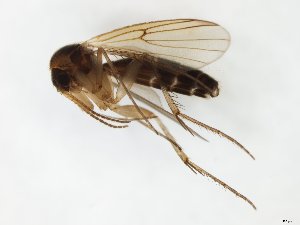  ( - TSZD-JKJ-111675)  @11 [ ] by-nc-sa (2021) Unspecified Tromsø University Museum