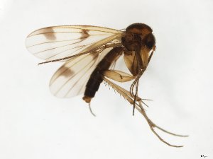  ( - TSZD-JKJ-111710)  @11 [ ] by-nc-sa (2021) Unspecified Tromsø University Museum