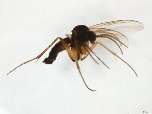  (Ectrepesthoneura ovata - TSZD-JKJ-111719)  @11 [ ] by-nc-sa (2021) Unspecified Tromsø University Museum
