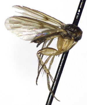  (Platurocypta spDV_1 - TSZD-JKJ-112521)  @11 [ ] by-nc-sa (2022) Unspecified Forest Resarch Institute