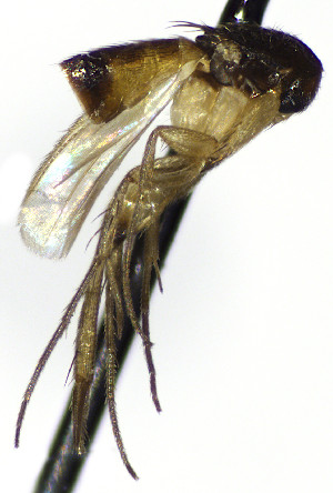  (Sceptonia spDV_1 - TSZD-JKJ-112529)  @11 [ ] by-nc-sa (2022) Unspecified Forest Resarch Institute