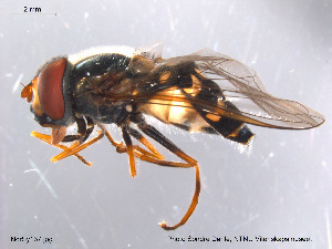  ( - NorSy137)  @13 [ ] CreativeCommons - Attribution Non-Commercial Share-Alike (2012) NTNU Museum of Natural History and Archaeology NTNU Museum of Natural History and Archaeology