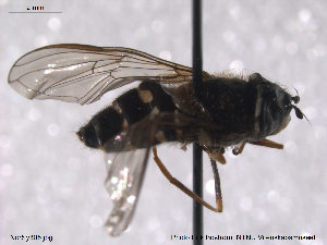  (Dasysyrphus friuliensis - NorSy305)  @11 [ ] CreativeCommons - Attribution Non-Commercial Share-Alike (2012) NTNU Museum of Natural History and Archaeology NTNU Museum of Natural History and Archaeology