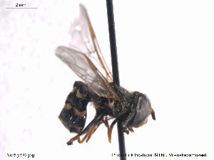  ( - NorSy370)  @13 [ ] CreativeCommons - Attribution Non-Commercial Share-Alike (2012) NTNU Museum of Natural History and Archaeology NTNU Museum of Natural History and Archaeology